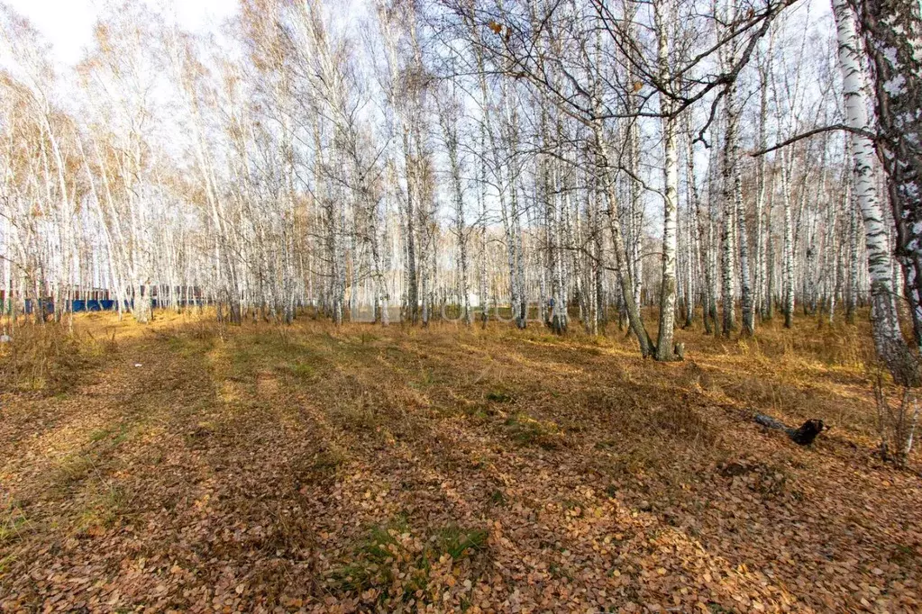 Участок в Новосибирская область, Новосибирск Рябиновая ул. (24.1 сот.) - Фото 0