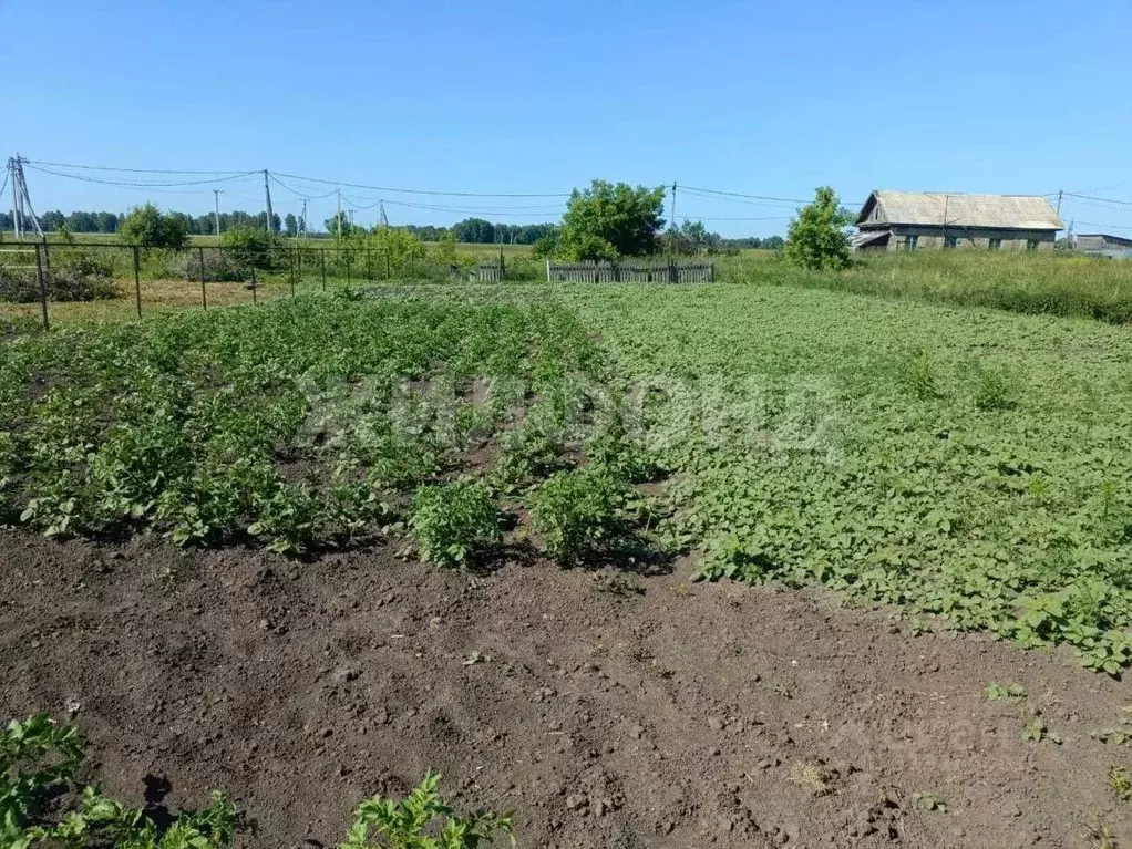 Участок в Новосибирская область, Новосибирский район, Толмачевский ... - Фото 0