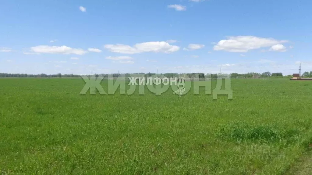 Участок в Новосибирская область, Ордынский район, с. Красный Яр ул. ... - Фото 1