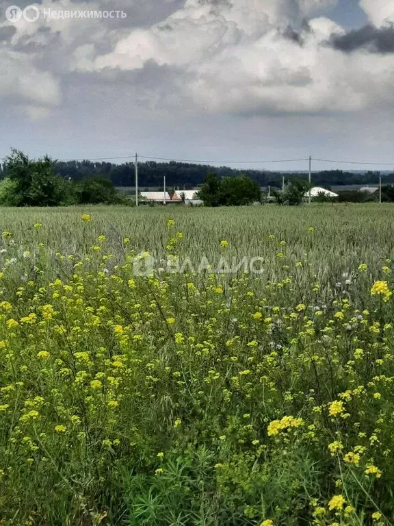 Участок в хутор Островского, Конечная улица, 19 (15 м) - Фото 2