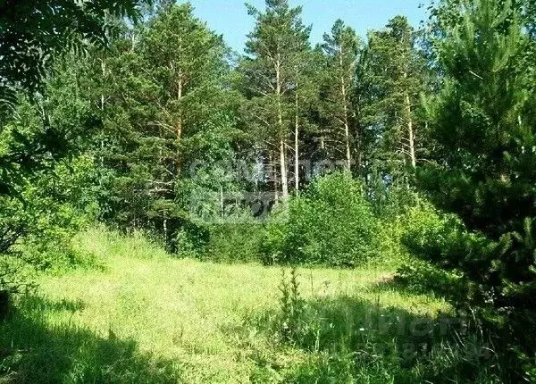 Участок в Бурятия, Кабанский район, пос. Речка Выдрино  (10.0 сот.) - Фото 2