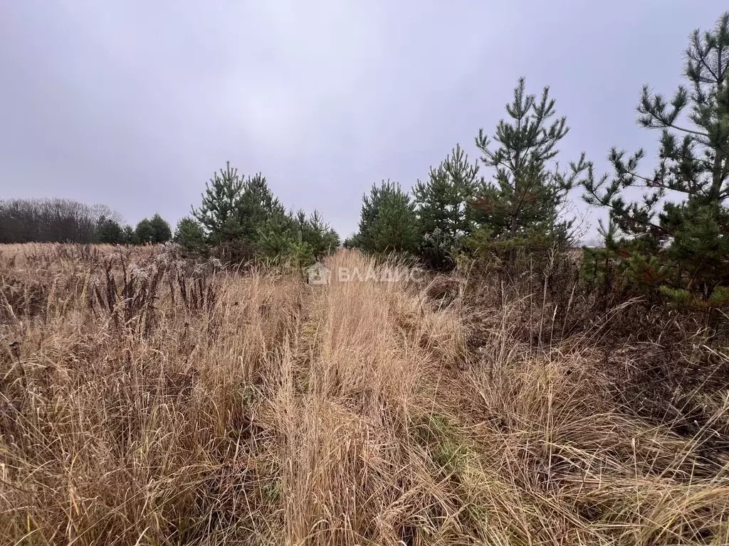 Участок в Владимирская область, Судогодский район, пос. Муромцево ул. ... - Фото 1