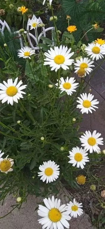 Дом в Омская область, Омск СОСН Энергетик ТЭЦ-3 тер., аллея 3-я (20 м) - Фото 1