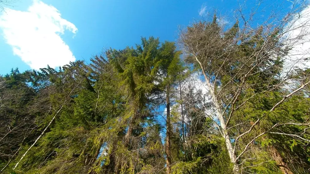 Участок в Ленинградская область, Всеволожский район, Лесколовское ... - Фото 1