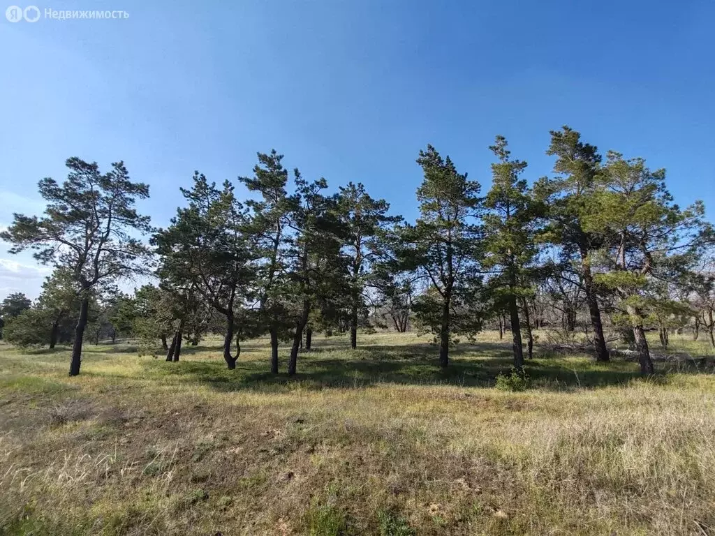 Участок в Царицын, садоводческое некоммерческое товарищество ... - Фото 0