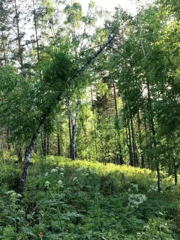 Участок в Горно-Алтайск, Виноградная улица (8.3 м) - Фото 2