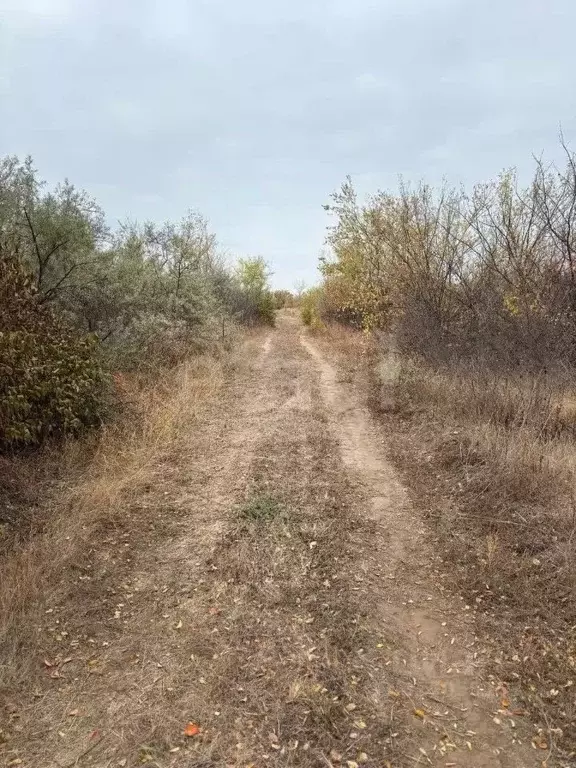 Участок в Саратовская область, Энгельсский район, Терновское ... - Фото 0