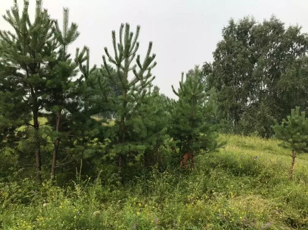 Участок в Иркутский муниципальный округ, ТСН Русь (20 м) - Фото 2