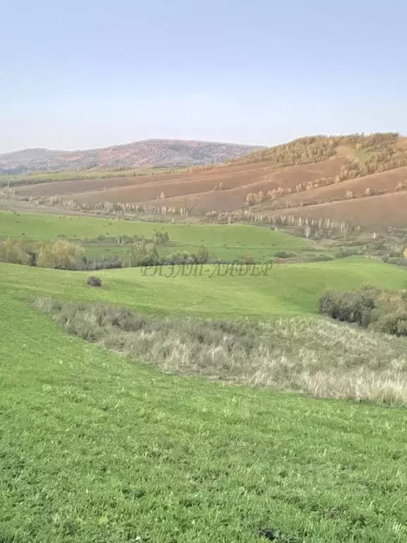 Участок в Алтай, Майминский район, пос. Алферово Центральная ул., 31А ... - Фото 1