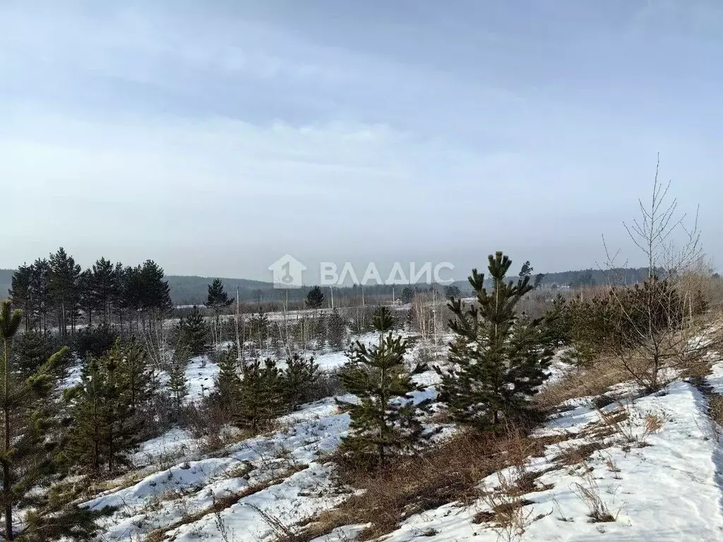 Участок в Забайкальский край, Читинский район, пос. Забайкальский ул. ... - Фото 2