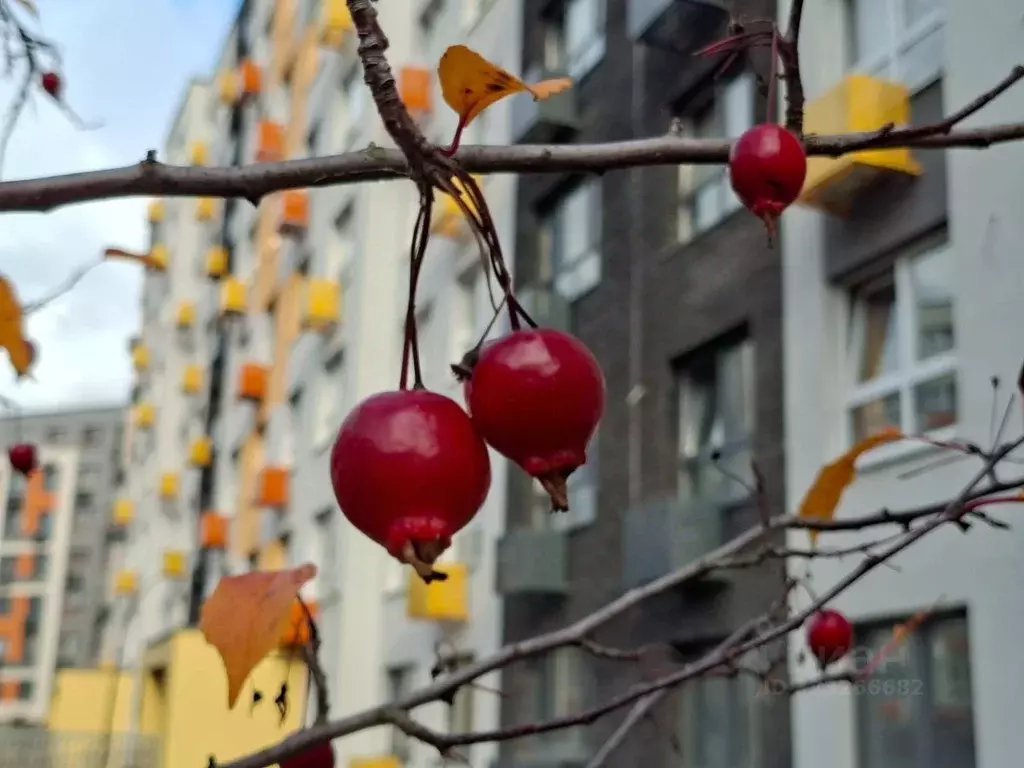Студия Московская область, Красногорск городской округ, д. Глухово ул. ... - Фото 1