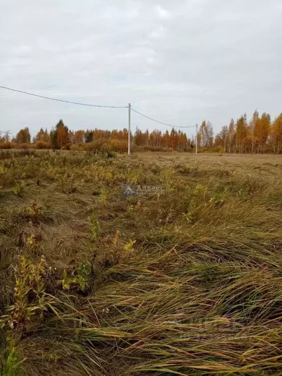 Участок в Тюменская область, Тюменский муниципальный округ, с. Борки  ... - Фото 1