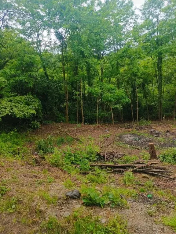 Участок в Краснодарский край, Сочи городской округ, с. Мамедова Щель ... - Фото 1