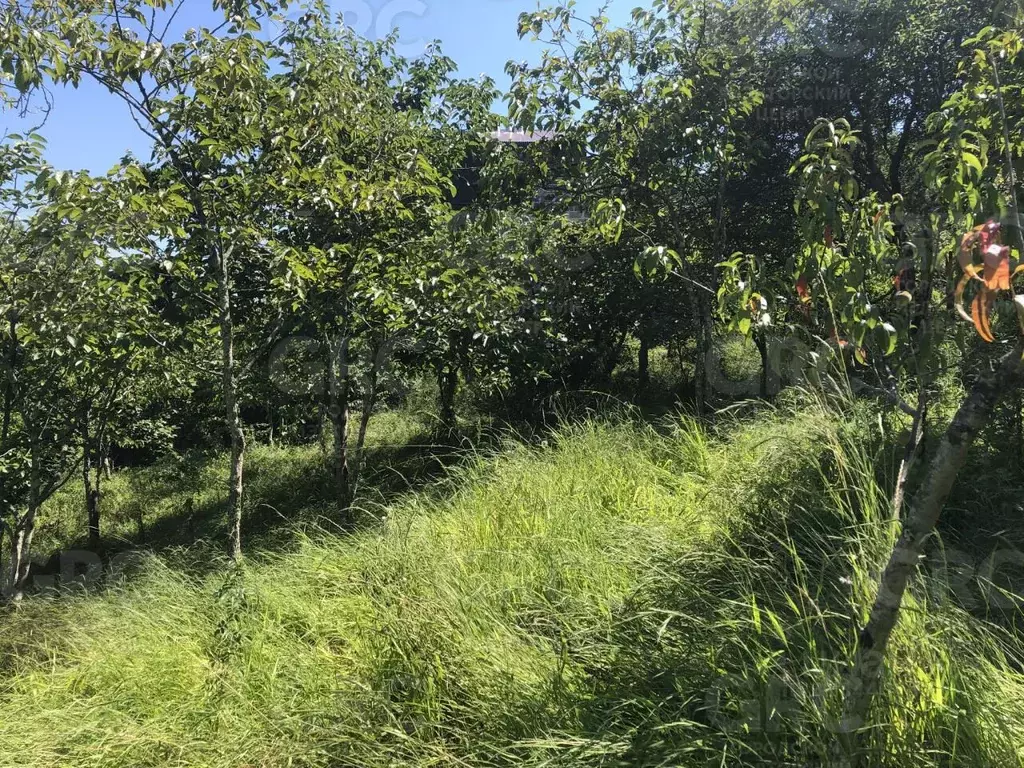 Участок в Краснодарский край, Сочи городской округ, с. Каштаны ул. ... - Фото 1