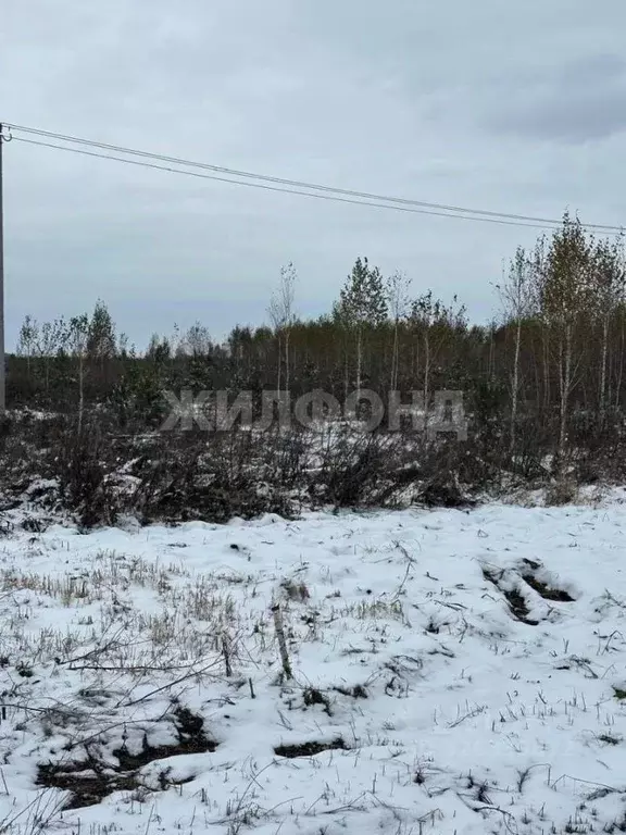 Участок в Новосибирская область, Колыванский район, Вечерний СНТ  ... - Фото 2