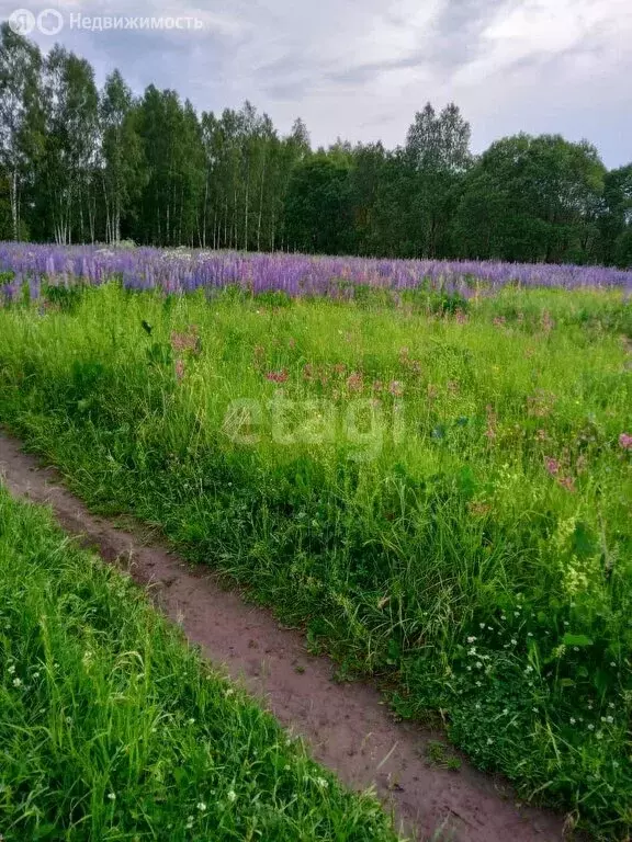 Участок в Нижегородская область, Дивеевский муниципальный округ, село ... - Фото 1