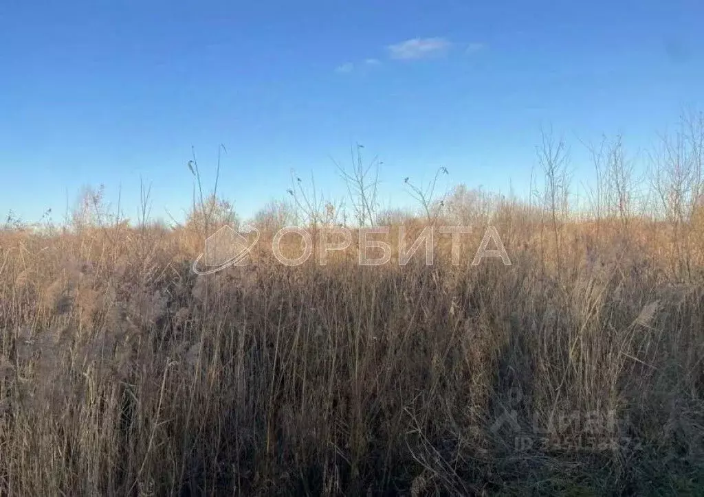 Участок в Тюменская область, Тюмень Садовое товарищество Липовый ... - Фото 2