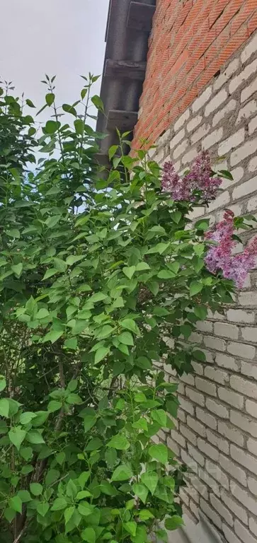 Участок в Омская область, Омск Звездочка СНТ,  (8.3 сот.) - Фото 0