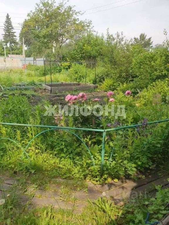 Дом в Новосибирская область, Новосибирск Ложок садовое товарищество,  ... - Фото 2