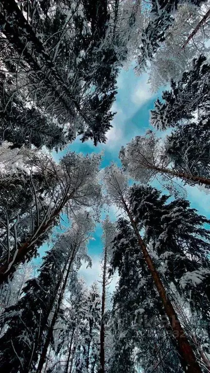 Участок, 6 сот., поселения (ижс) - Фото 2