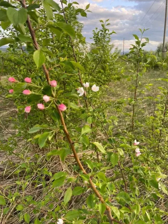 Участок в Алтайский край, Алтайский район, Айский сельсовет, с. Ая ул. ... - Фото 1