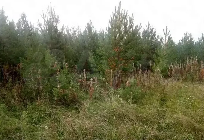 Участок 6 сот. (ИЖС) - Фото 0