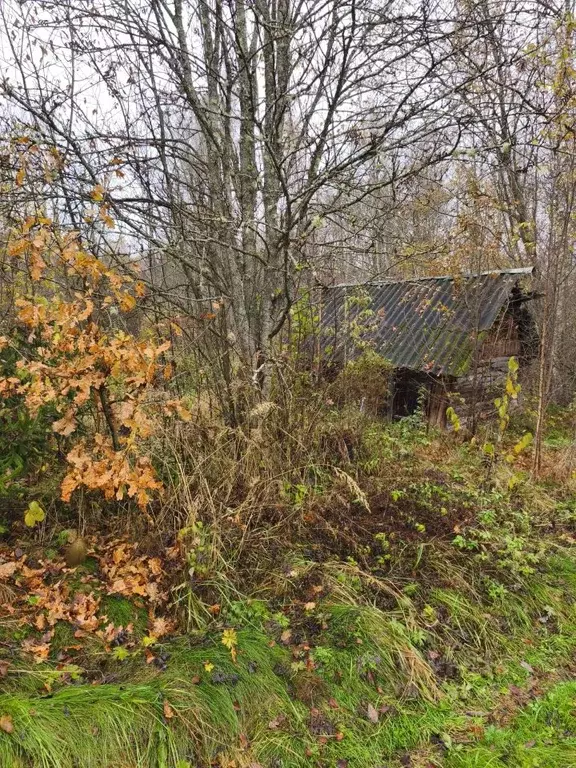 Участок в Псковская область, Пушкиногорский муниципальный округ, ... - Фото 2