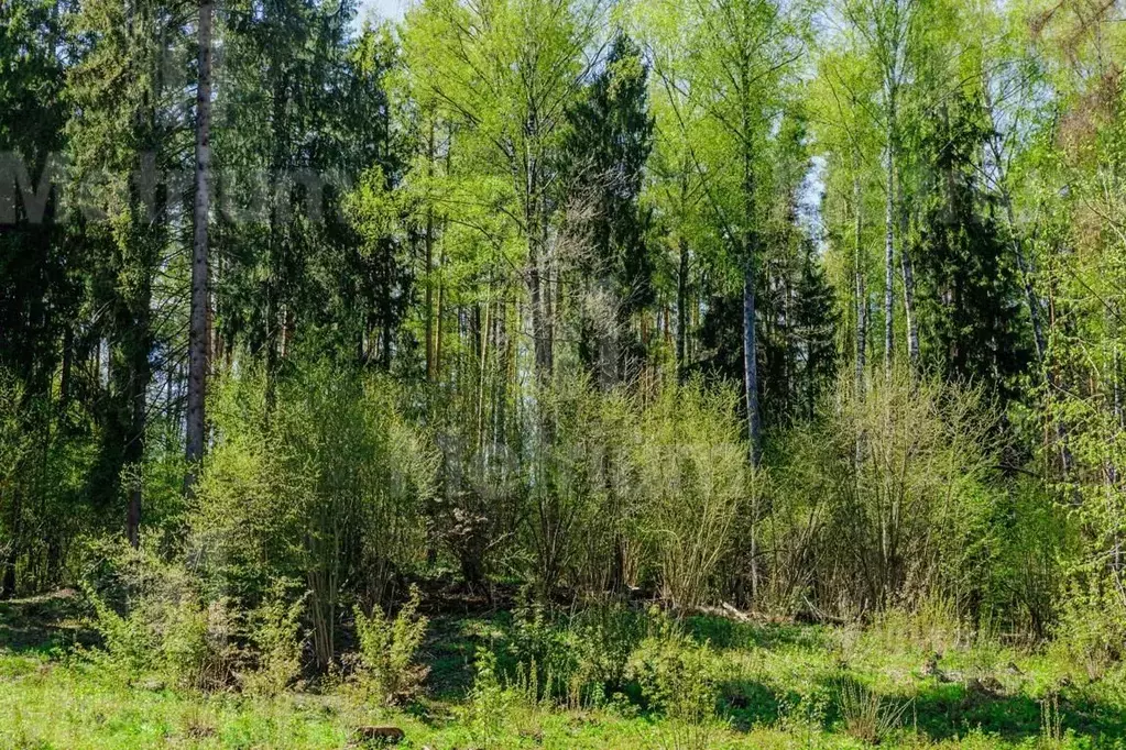 Участок в Московская область, Одинцовский городской округ, пос. ... - Фото 1