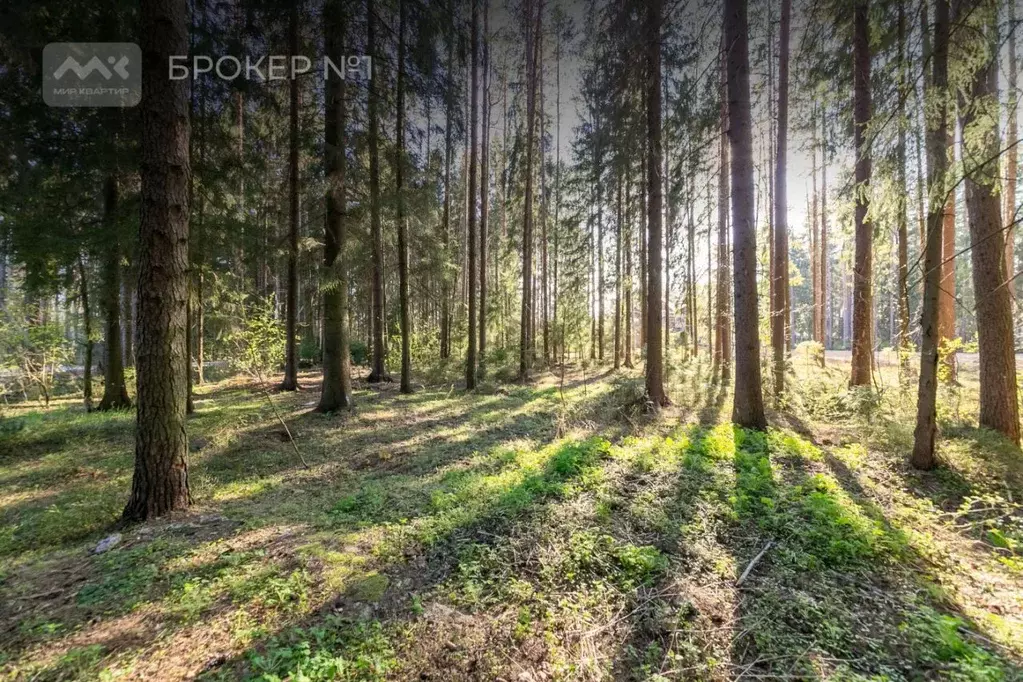 Участок в Санкт-Петербург, Санкт-Петербург, Зеленогорск ул. 1-я ... - Фото 2