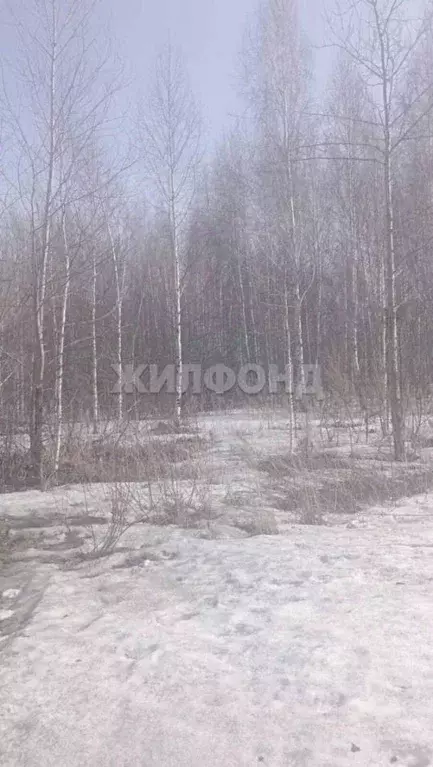 Участок в Новосибирская область, Новосибирск Пашино мкр, ул. Романа ... - Фото 1