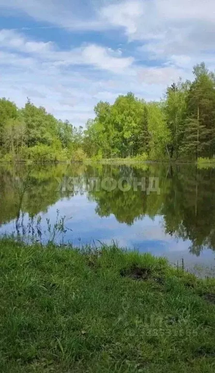Участок в Новосибирская область, Новосибирский район, Барышевский ... - Фото 1