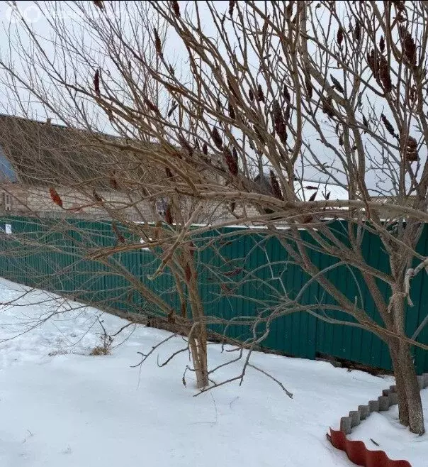 Участок в Верхнемамонский район, Ольховатское сельское поселение, село ... - Фото 1