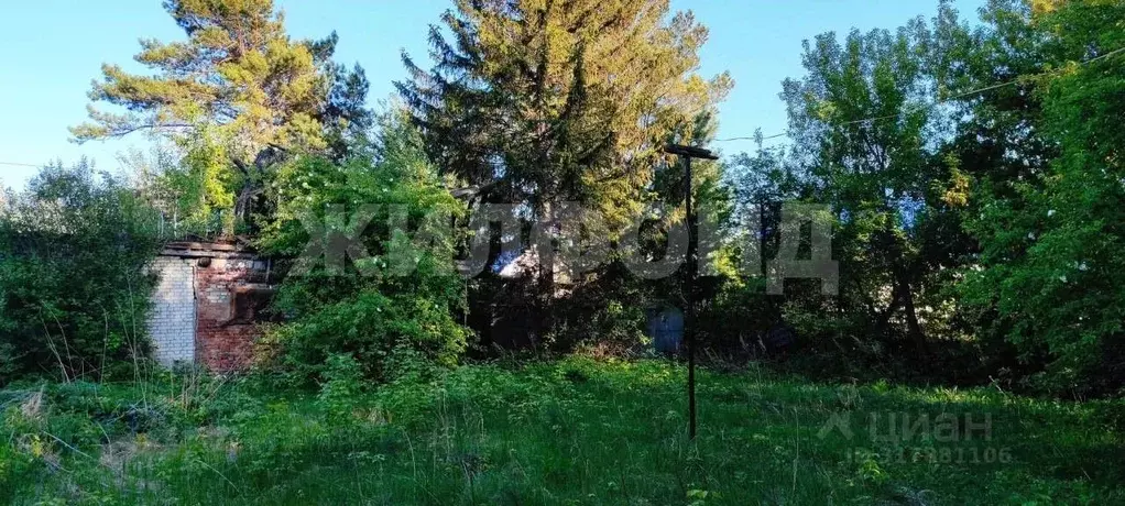 Участок в Новосибирская область, Новосибирск Ивушка садовое ... - Фото 1