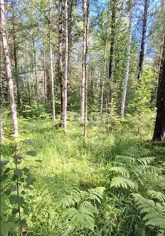 Участок в Алтай, Турочакский район, с. Артыбаш ул. Просторная (10.7 ... - Фото 1