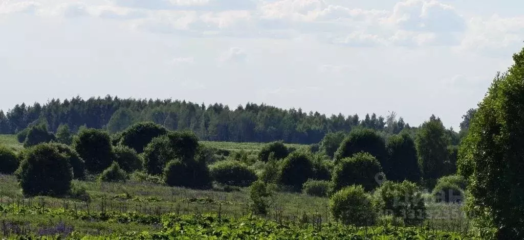 Участок в Московская область, Рузский муниципальный округ, д. ... - Фото 2