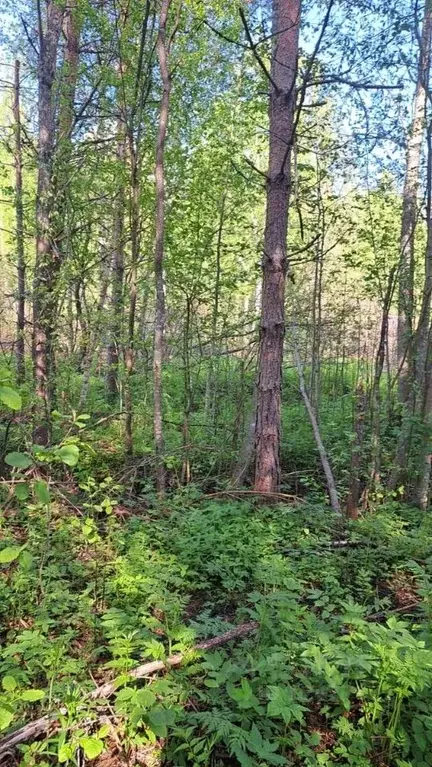 Участок в Ленинградская область, Приозерский район, Ларионовское ... - Фото 1
