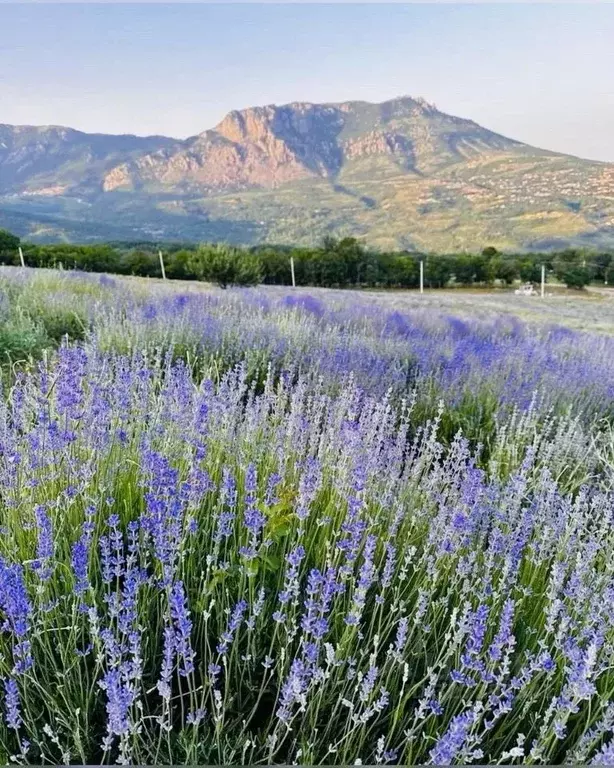 Участок в Крым, Нижнегорский район, с. Емельяновка  (33.0 сот.) - Фото 1