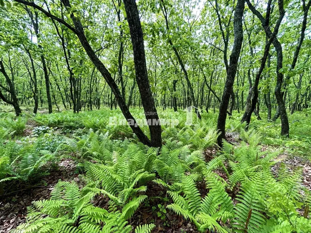 Участок в Приморский край, Надеждинский район, Опережающего ... - Фото 0