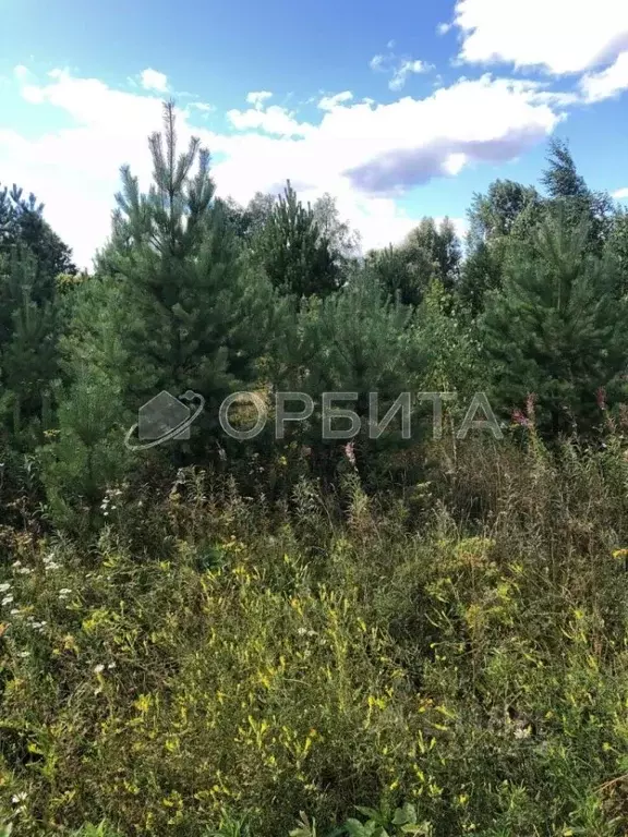 Участок в Тюменская область, с. Нижняя Тавда  (10.0 сот.) - Фото 2