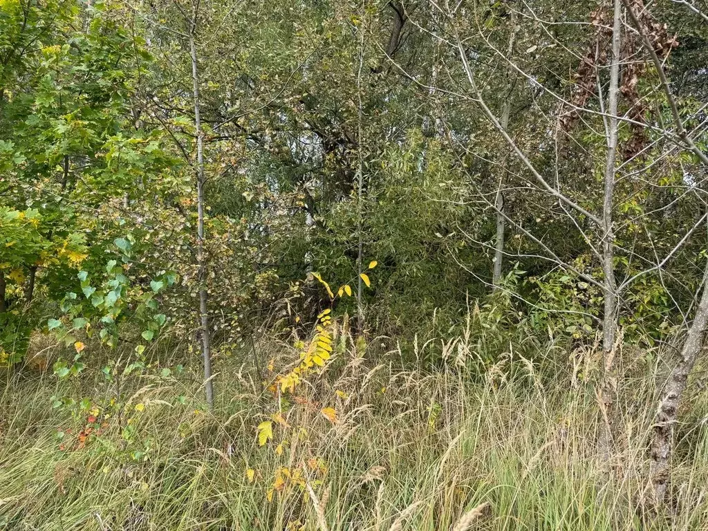Участок в Московская область, Богородский городской округ, д. Новое ... - Фото 2