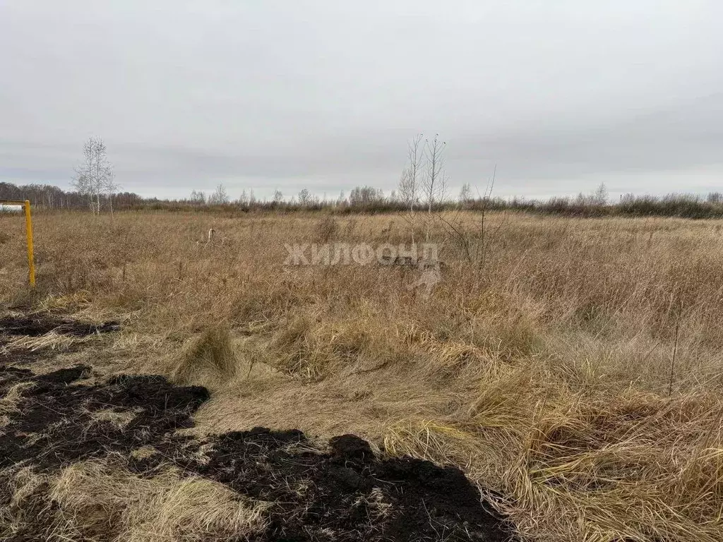 Участок в Новосибирская область, Новосибирский район, Верх-Тулинский ... - Фото 0