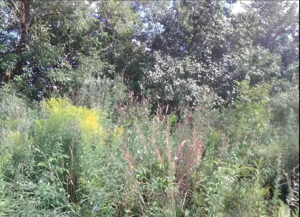 Участок в Владимирская область, Гороховецкий район, с. Фоминки ... - Фото 0