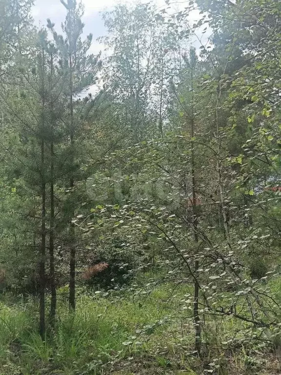 Участок в Забайкальский край, Читинский район, с. Смоленка  (30.0 ... - Фото 2