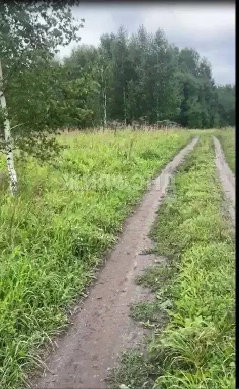 Участок в Новосибирская область, Мошковский район, с. Сокур Советская ... - Фото 1