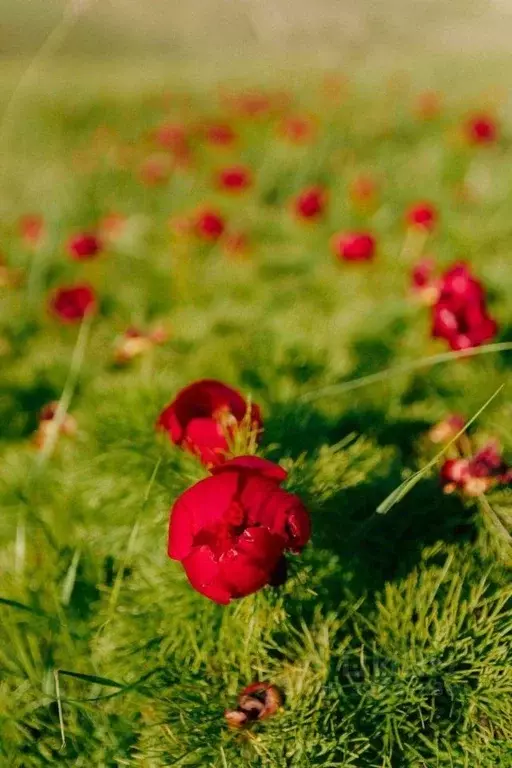 Участок в Крым, Черноморский район, с. Новосельское  (200.0 сот.) - Фото 2