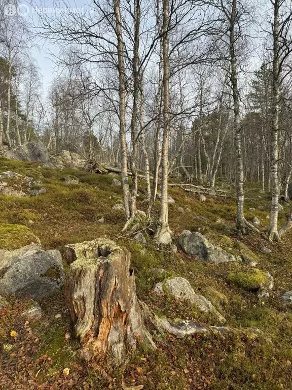 Участок в Кольский район, сельское поселение Тулома, село Тулома (7 м) - Фото 2