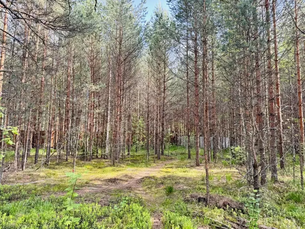 Участок в Ярославская область, Переславль-Залесский муниципальный ... - Фото 1