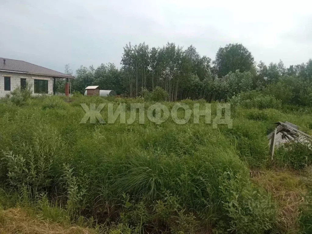 Участок в Новосибирская область, Колыванский район, Север ТСН ул. 4-я ... - Фото 1