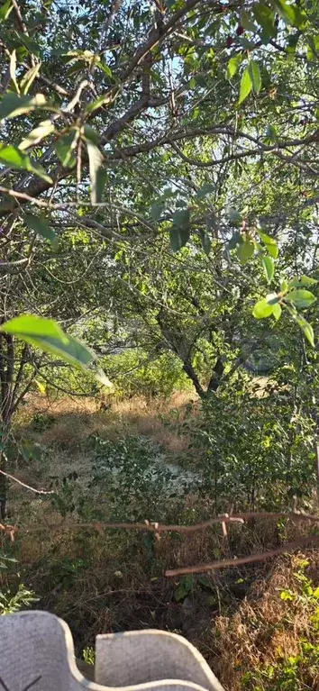 Участок 3 сот. (СНТ, ДНП) - Фото 1