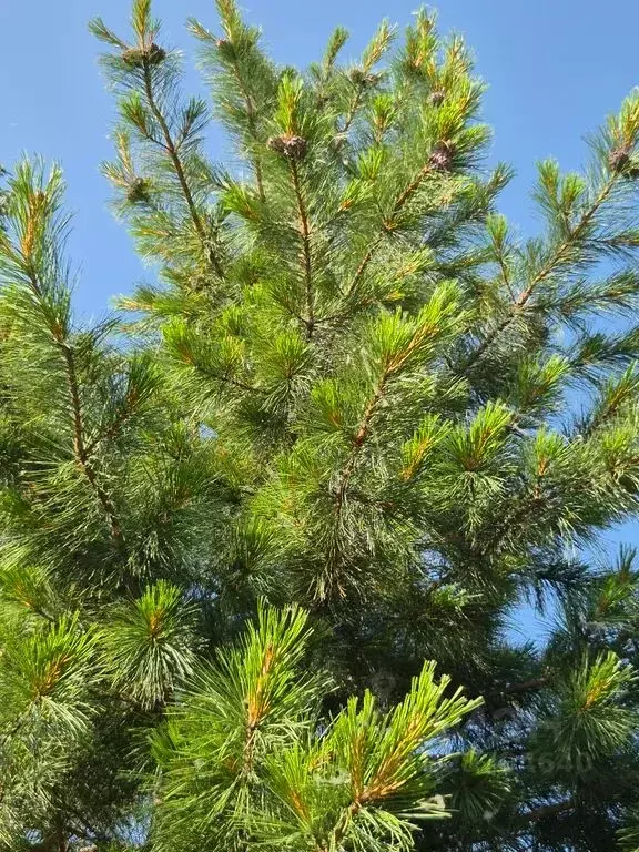 Дом в Томская область, Томский район, пос. Трубачево ул. Боровая, 7с1 ... - Фото 2